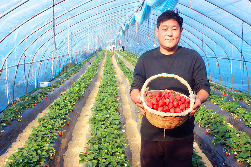 2025��ɽ�|��ݮ�a(ch��n)�I(y��)����A�M���_�����f���R�ϲ�ݮ�@��ժ�ý�